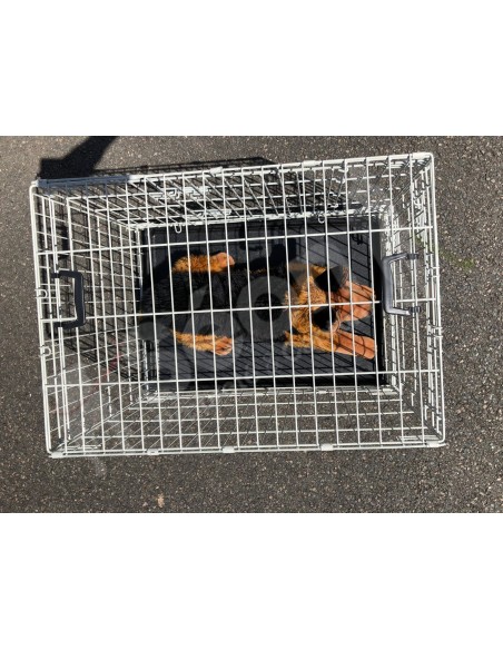 CAGE TRANSPORT CHIEN PLIANTE