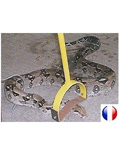 BATON FIXATION SERPENTS